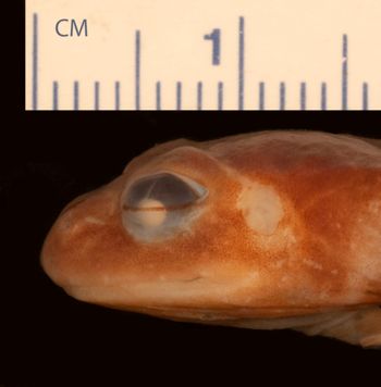 Media type: image;   Herpetology A-104086
